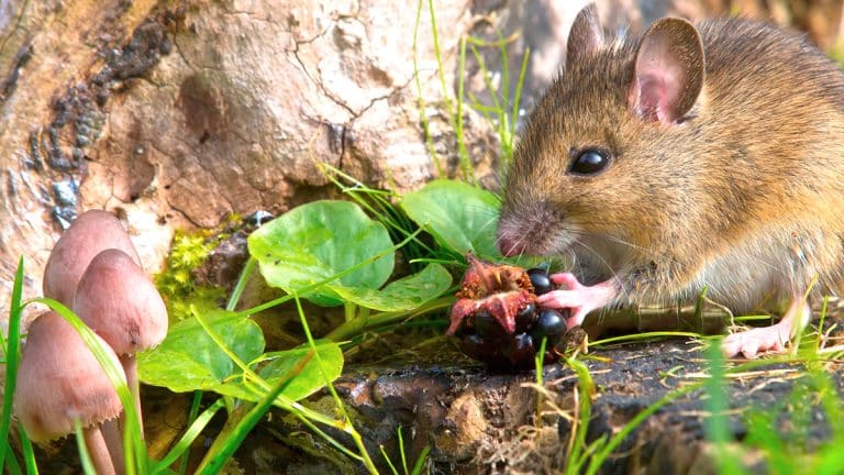 Comment dire adieu aux rats taupiers et protéger votre jardin cet automne ? Découvrez des méthodes efficaces et rapides