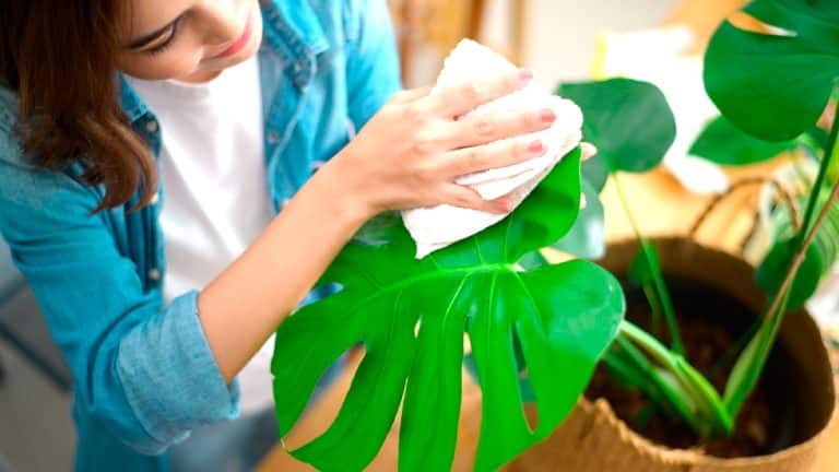 Découvrez comment et pourquoi nettoyer les feuilles de vos plantes vertes pour leur assurer une vie plus saine