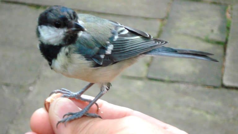 Comment attirer les oiseaux dans votre jardin ? Découvrez le secret d’un nichoir parfaitement placé