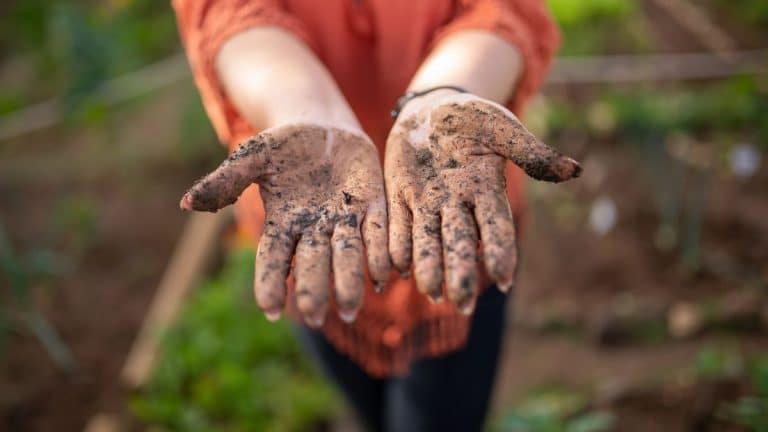 Ces feuilles et boues qui envahissent votre foyer : découvrez les astuces pour un automne propre et serein