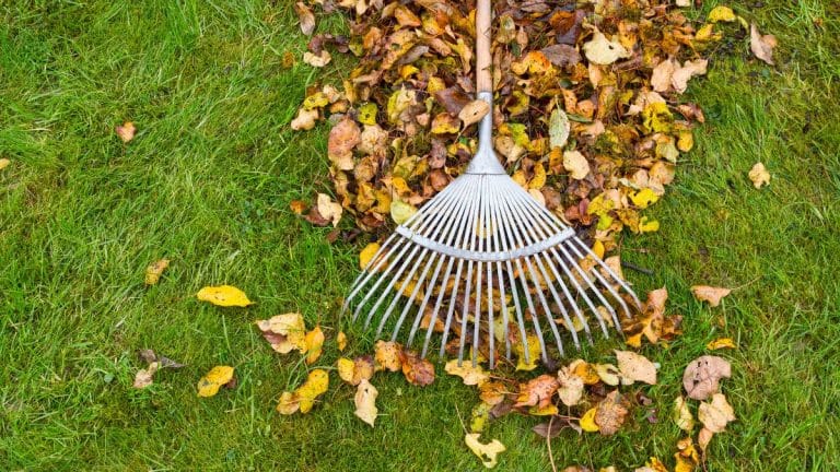 Quand les feuilles du voisin envahissent votre jardin : quelle est votre part de responsabilité et comment en tirer parti ?