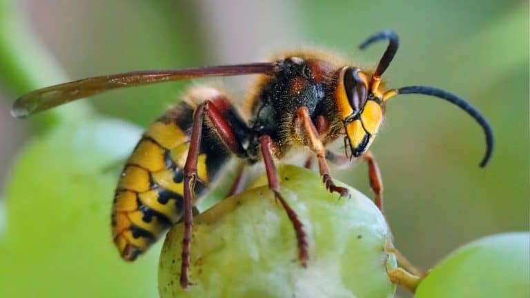 Votre jardin en péril à l’automne : Agissez maintenant pour stopper le frelon asiatique et sauver la biodiversité