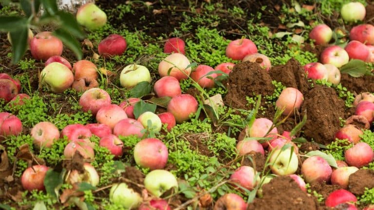 Pourquoi il est essentiel de ramasser les fruits tombés dans votre jardin cet automne