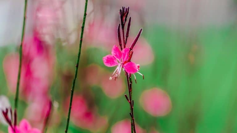 Les secrets d’un gaura splendide: les techniques de taille pour une floraison qui ne s’arrête jamais