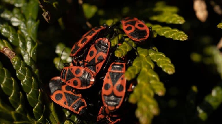 Redécouvrez le gendarme, cet allié méconnu du jardinier qui protège vos plantes des nuisibles