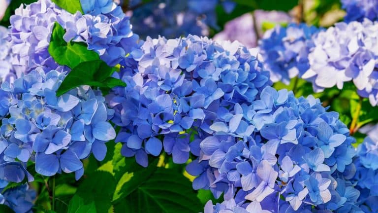 Les secrets culinaires du jardin : comment sublimer vos hortensias cet automne avec des nutriments essentiels