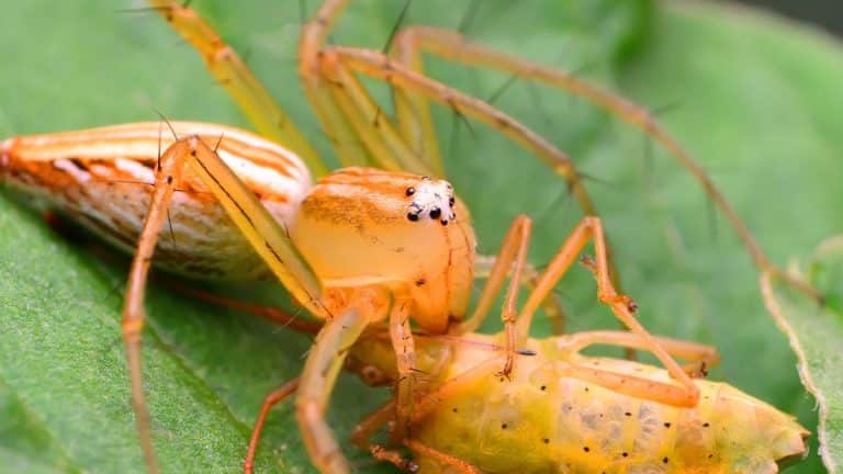 La redoutable vérité derrière cet insecte chasseur : un allié insoupçonné contre les nuisibles de votre foyer