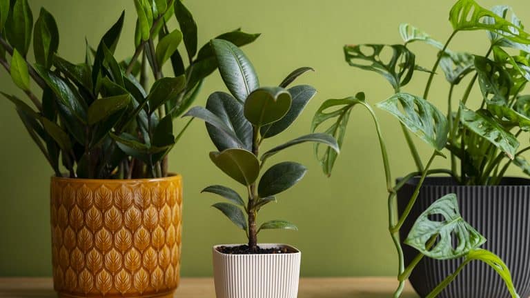 Les secrets pour des plantes d’intérieur toujours éclatantes : techniques simples et naturelles pour nettoyer leurs feuilles