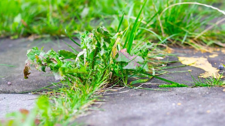 4 astuces magiques pour éradiquer définitivement les mauvaises herbes de votre jardin gravillonné