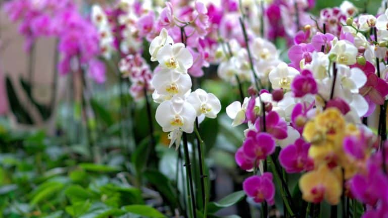 Découvrez le secret de grand-mère pour cultiver des orchidées en cascade : une méthode simple et efficace à essayer chez vous!