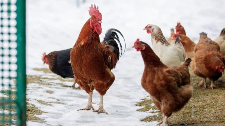 Envie de poules qui gambadent librement ? Découvrez les astuces pour un jardin harmonieux et les erreurs à ne pas commettre