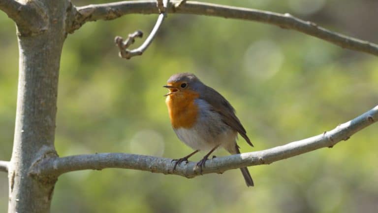 Créez un refuge automnal pour rouge-gorges : des astuces culinaires et écologiques pour les attirer