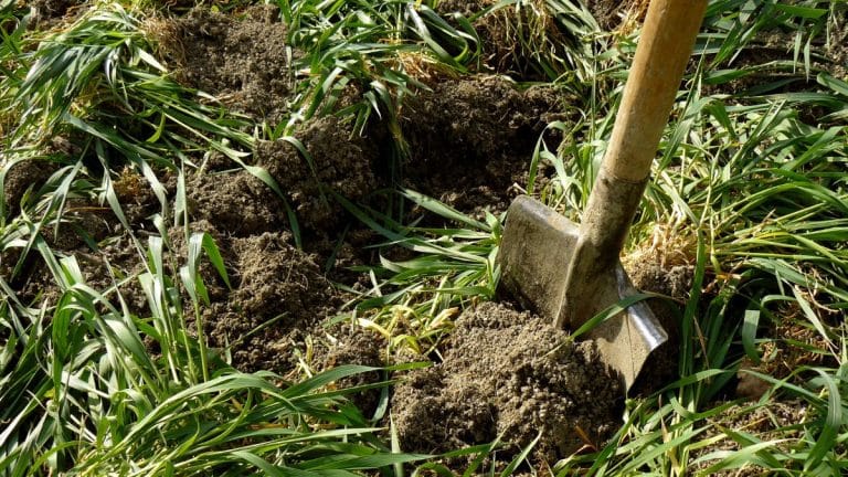 Transformez votre jardin en un havre de verdure grâce aux secrets du fumier