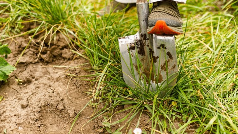 Vous en avez assez des mauvaises herbes ? Découvrez 5 méthodes éprouvées pour les éliminer définitivement de votre jardin