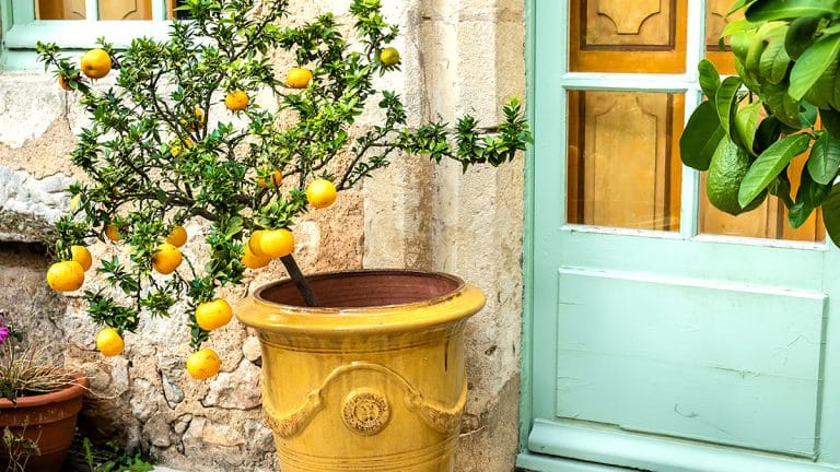 Découvrez comment distinguer une authentique Dame-Jeanne et ajouter une touche vintage à votre intérieur