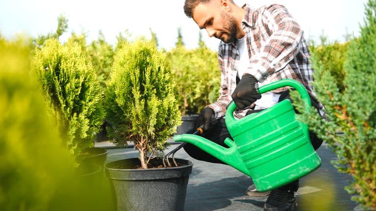 Les secrets pour planter vos arbustes à fruits rouges en octobre et garantir une récolte exceptionnelle