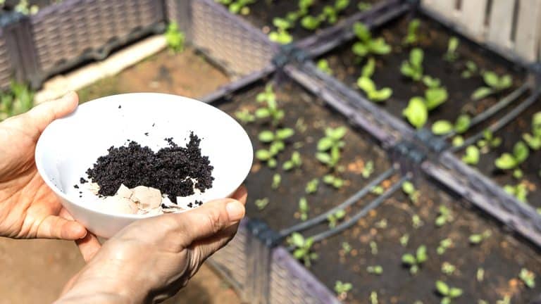 Les secrets du marc de café au jardin : ce que vous devez savoir pour éviter les erreurs courantes