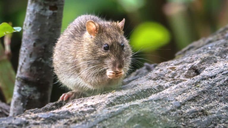 Un rat observé dans votre jardin ? Découvrez le signe critique qui doit vous alerter immédiatement