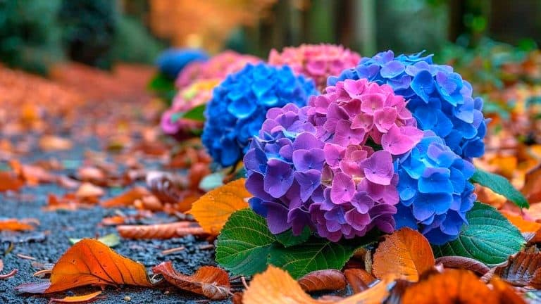 Les secrets pour préparer vos hortensias à l’hiver et garantir une floraison magnifique au printemps