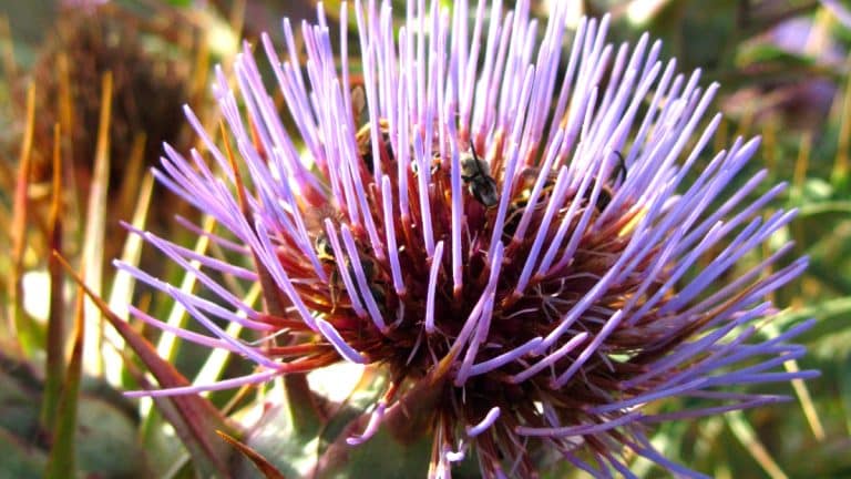 Comment libérer votre jardin des chardons envahissants? Découvrez des méthodes efficaces et naturelles