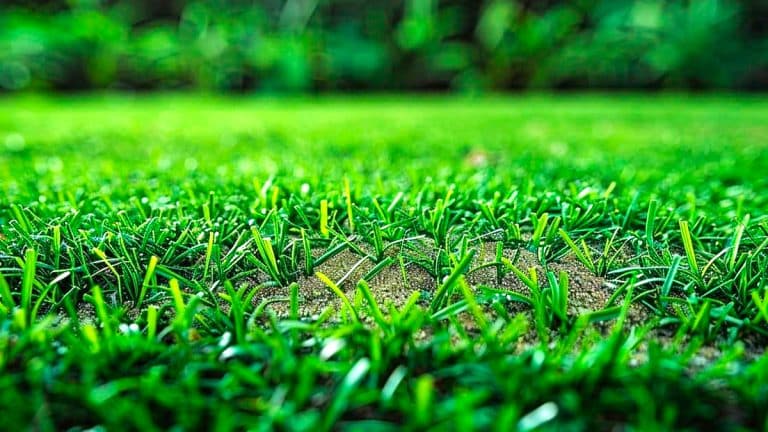 Vous rêvez d’un gazon impeccable ? Découvrez pourquoi les jardiniers ne peuvent plus se passer du sable