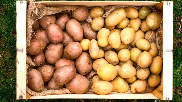 Ces pommes de terre à planter dès le printemps pour une récolte abondante et savoureuse