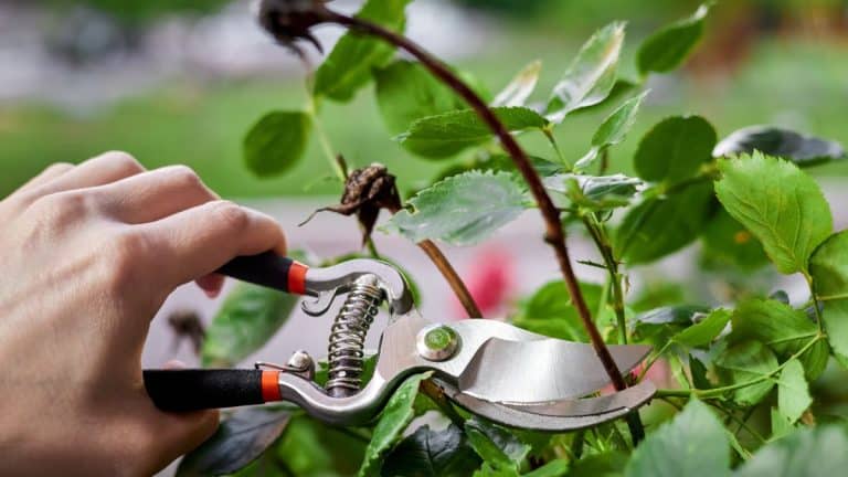 Découvrez pourquoi vous devriez éviter de tailler cette plante robuste et magnifique cet automne