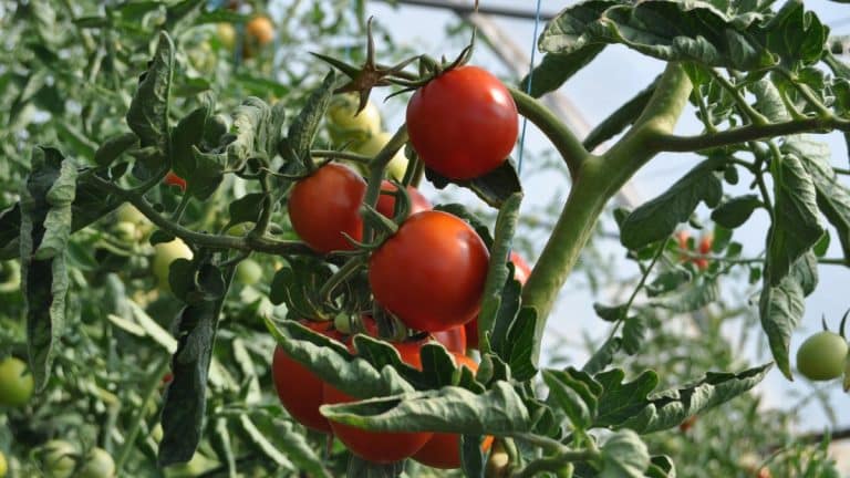 Les tomates tardent à rougir ? Découvrez des méthodes efficaces et des recettes originales pour les savourer au mieux